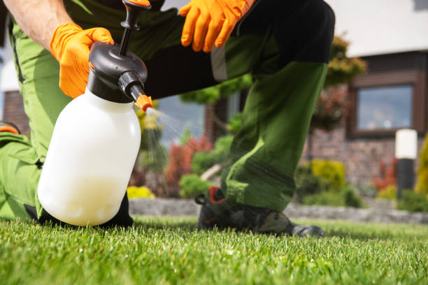 Best Best Pest Control Companies  in Kelly Ridge, CA