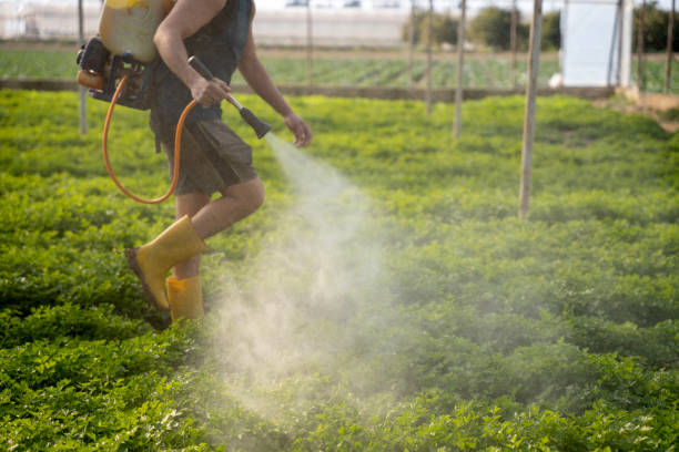 Best Flea Control Services  in Kelly Ridge, CA