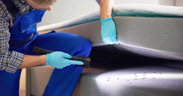 Best Ant Control Services  in Kelly Ridge, CA