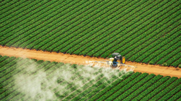Best Termite Control Services  in Kelly Ridge, CA