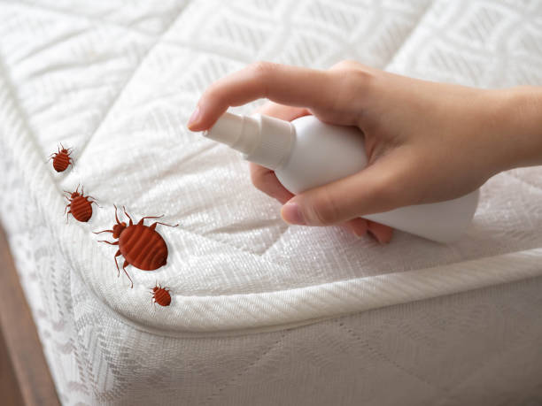 Best Mosquito Control Services  in Kelly Ridge, CA
