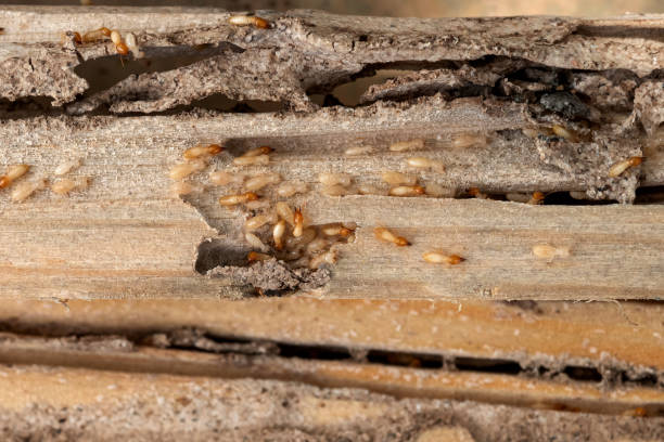 Best Spider Control Near Me  in Kelly Ridge, CA
